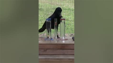 crow and bottle test|water displacement by a crow.